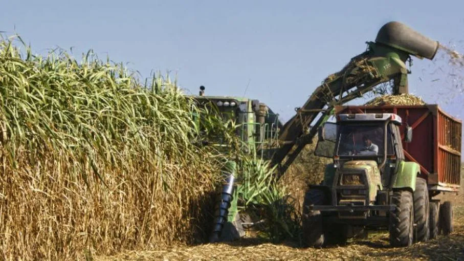 Producción de Azúcar en Venezuela Alcanza el 50% del Consumo Nacional