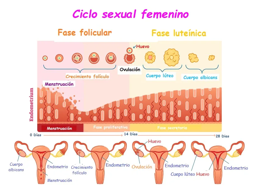 El ciclo menstrual y tu salud general