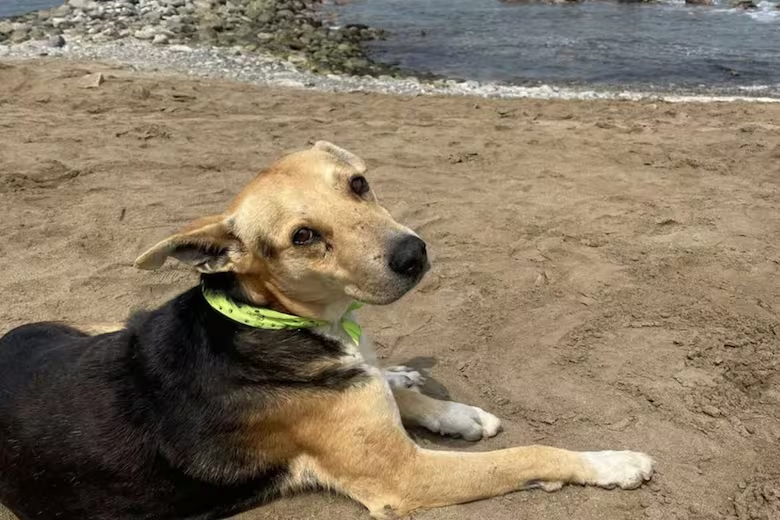 La emotiva historia de Vaguito, el perro que espera a su dueño frente al mar y tendrá su propia película